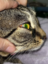Miss Tabby's Eye