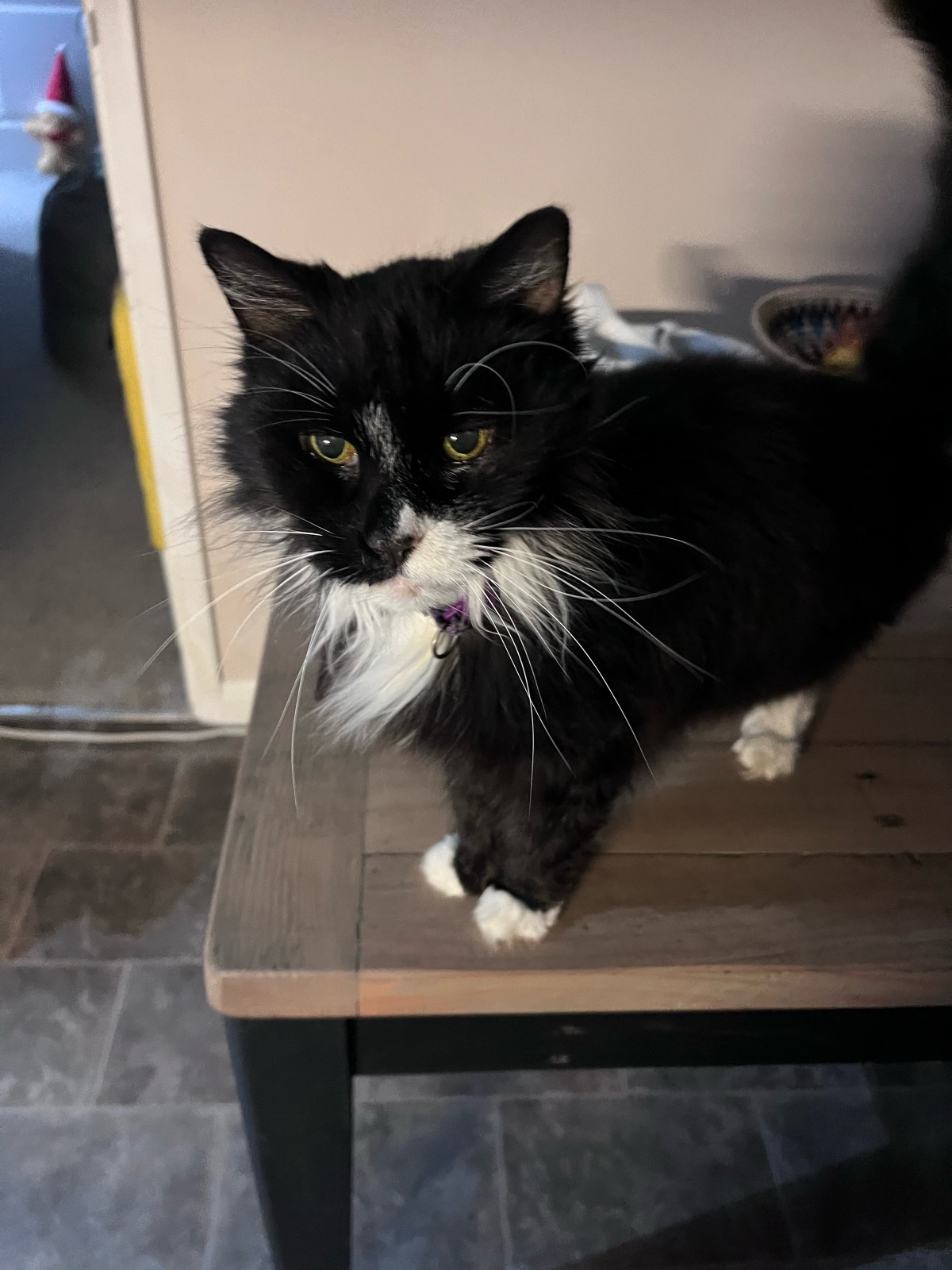Celli, Medivet Godstone Referrals